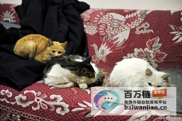 央视揭露猫贷乱象免费领养猫背后的惊人套路央视