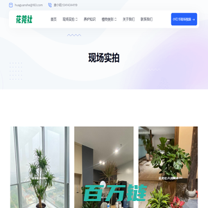 花莞社 - 东莞绿植租赁