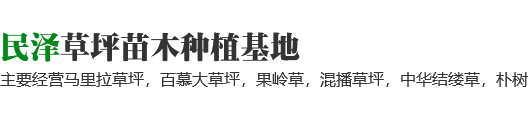 马尼拉草坪-百慕大草坪-果岭草中华结缕草批发-民泽草坪苗木种植基地